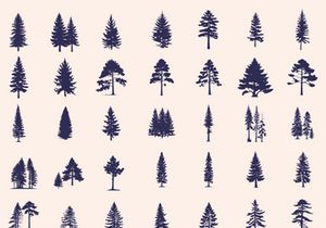 Silhouettes Trees Set, Pine Tree fir pruce cedar white patch alder elm birch ash cypress beech palm tree.