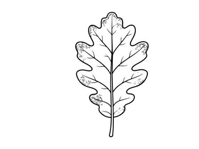 Detaillierte Blatt-Illustration für botanisches Design. Künstlerisches Naturelement für ökologisch geprägte Projekte.