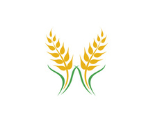 Agriculture wheat vector