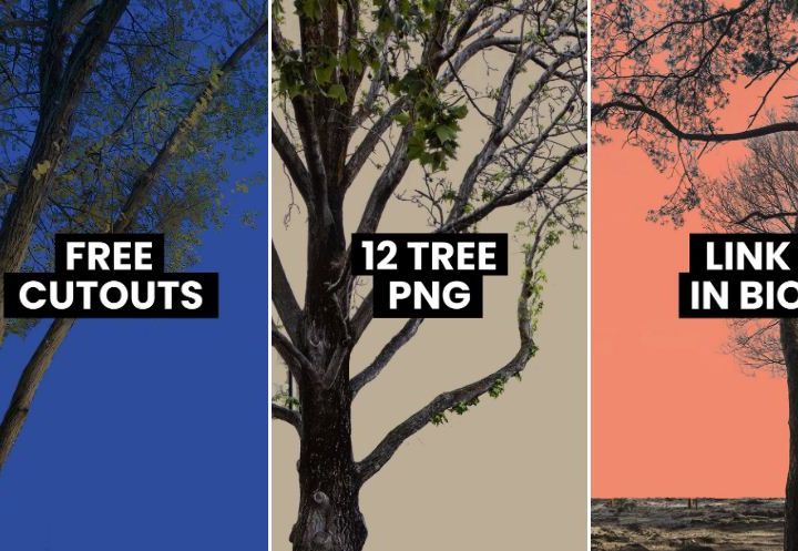 12 Tree PNG Cut Outs [FREE DOWNLOAD]
