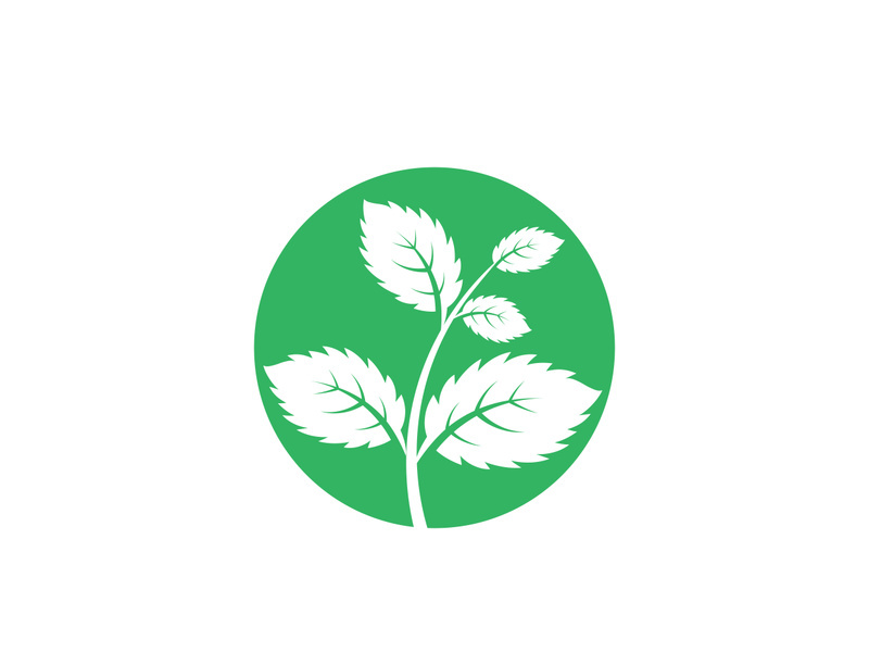Mint Leaf icon template  illustration
