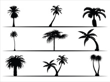 Palm Tree Collection and Silhouettes