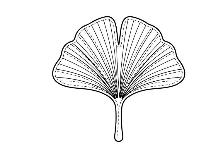 Pemandangan Dekat Daun Ginkgo dengan Bentuk Kipas yang Unik. Ilustrasi Botani Daun Pohon Ginkgo untuk Pecinta Alam dan Tanaman