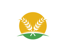 Agriculture wheat vector