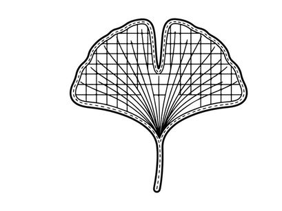 Close-up of a ginkgo leaf with detailed vein structure. Botanical illustration showcasing natural leaf patterns.
