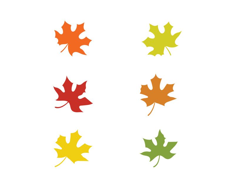 Maple Leaf design illustration