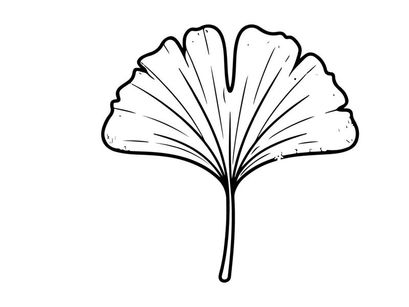 Minimalist Ginkgo Leaf Illustration for Nature and Botanical Designs. Elegant botanical artwork for eco-friendly branding and natural decor.
