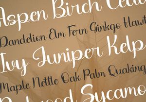 Cafenty Script