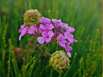 Purple Blooms in the Wild