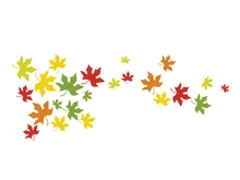 Maple Leaf design illustration