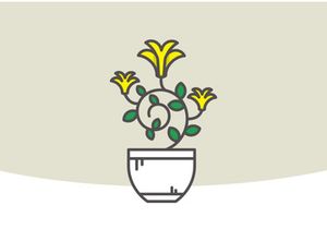Indor Flower Vector Illustration
