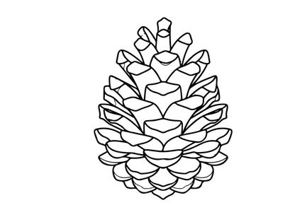 Close-up de um cone de pinheiro em fundo branco. Detalhe botânico natural para temas de natureza e feriados.