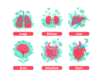 Healthy internal anatomical system flat concept vector illustrations set preview picture