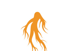 Ginseng logo design template and symbol icon vector illustration
