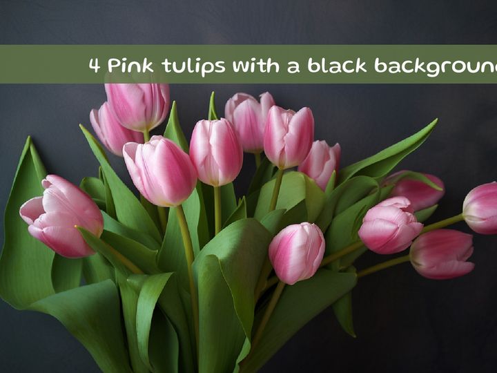 Pink tulips with a black background
