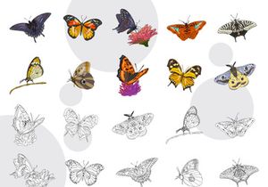Set adorable and beauty butterfly colored, linear , vector illustration collection.