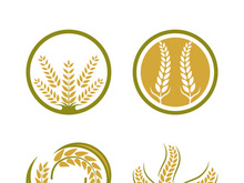 Wheat logo vector icon illustration design