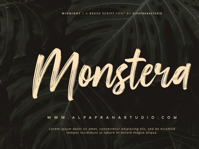 Midnight - Brush Script Font