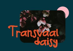 Lylac - Display Typeface