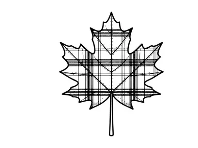 Detailed maple leaf illustration for nature and botanical projects. Artistic botanical drawing showcasing intricate leaf structure and natural beauty.
