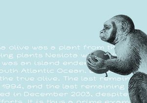 Nesiota - Free Font
