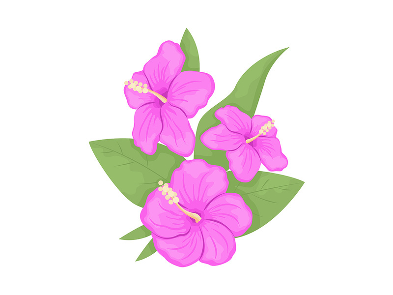 Hibiscus flowers with leaves semi flat color vector object