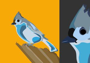 Birds Vector Bundle