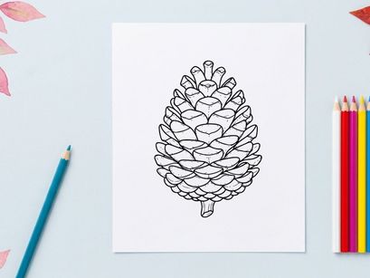 Close-up of a pine cone on white background. Natural botanical detail for nature or holiday themes.